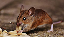 24 Hour & Emergency Exterminators in Shark River Manor, NJ